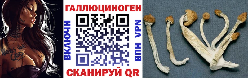 Псилоцибиновые грибы Cubensis  kraken как войти  Владикавказ  где продают  