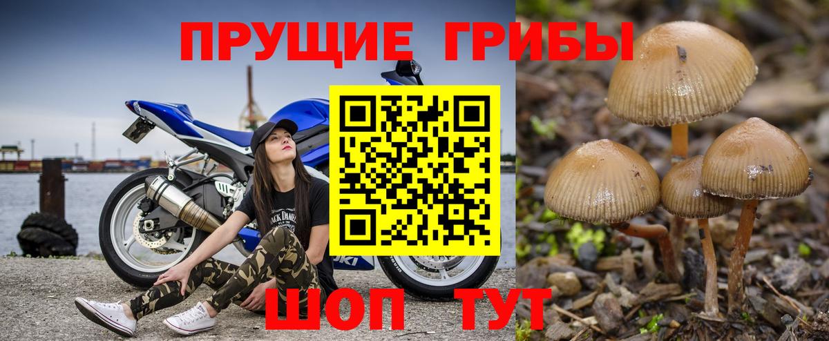 Владикавказ  Псилоцибиновые грибы GOLDEN TEACHER  Вход с VPN 
